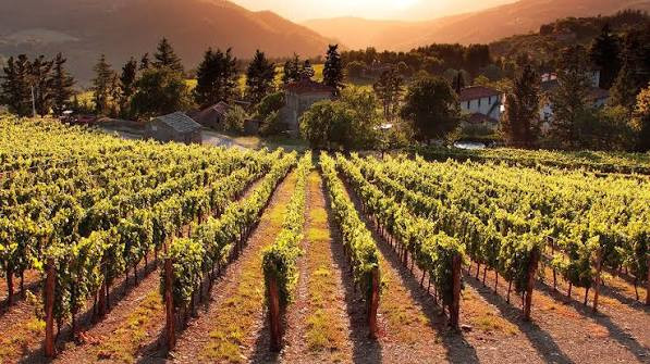 Frescobaldi Experience - Tuscany (5)